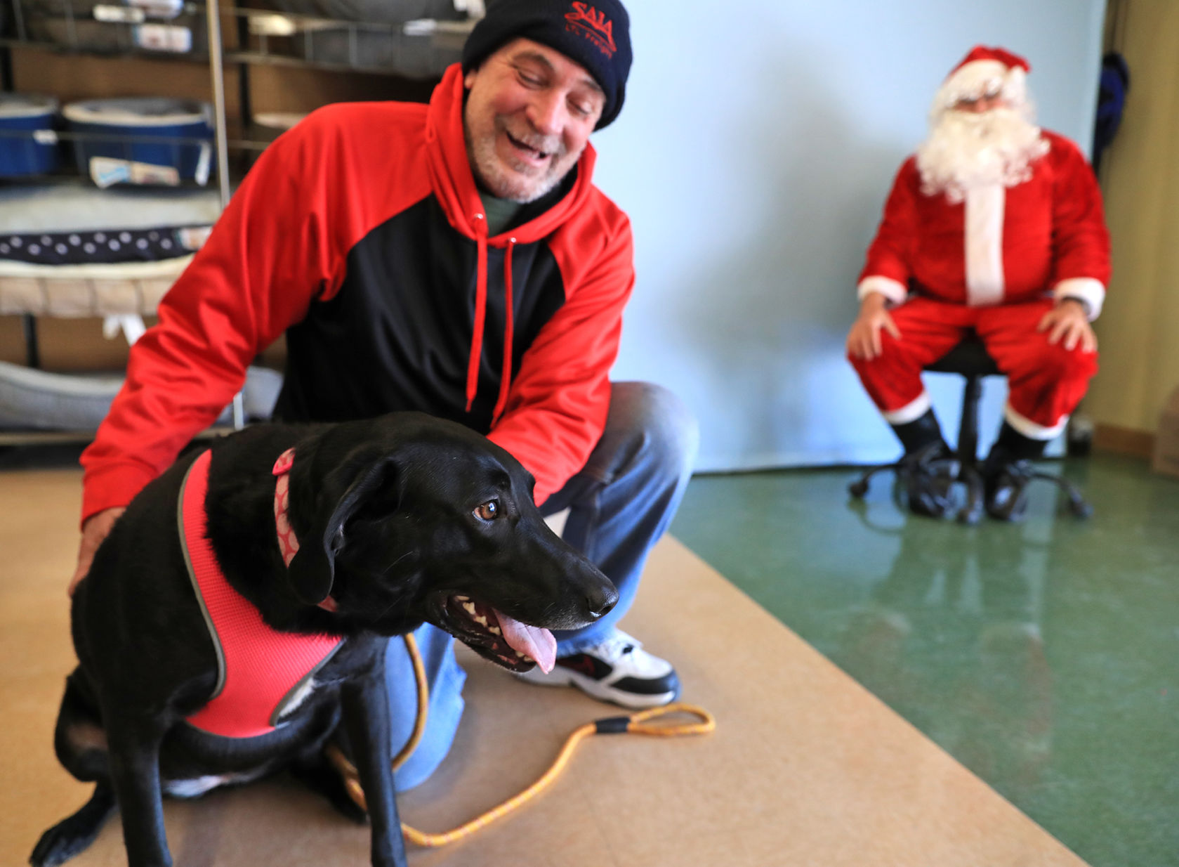 Santa dog